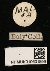 Trichochrysea hirta • All Rights Reserved Museum Label
