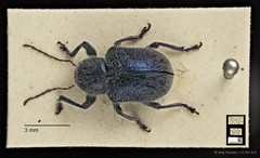 Trichochrysea hirta • © Ang Yuchen • CC BY 4.0