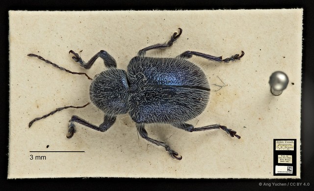 Trichochrysea hirta