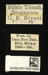 Trichochrysea hirta • All Rights Reserved Museum Label