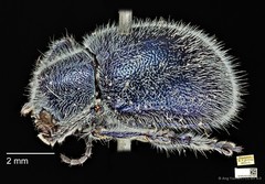 Trichochrysea hirta • © Ang Yuchen • CC BY 4.0
