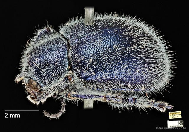 Trichochrysea hirta