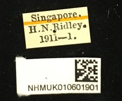 Trichochrysea hirta • All Rights Reserved Museum Label