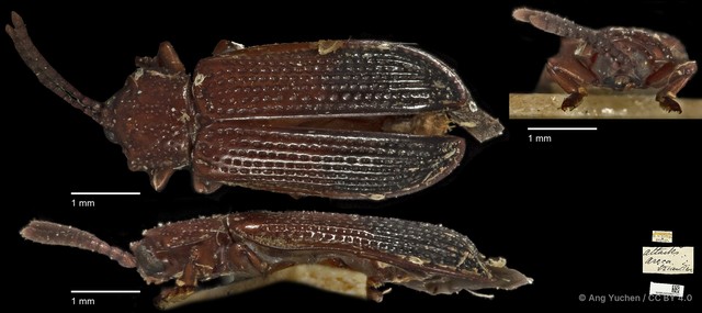 Wallacea apicalis • © Ang Yuchen • CC BY 4.0