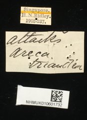 Wallacea apicalis • All Rights Reserved Museum Label