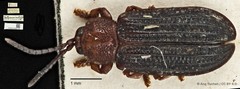 Wallacea bakeri • © Ang Yuchen • CC BY 4.0