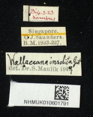 Wallacea bakeri • All Rights Reserved Museum Label