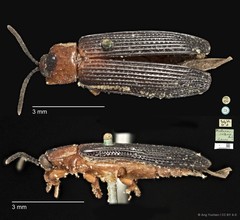 Wallacea collaris • © Ang Yuchen • CC BY 4.0