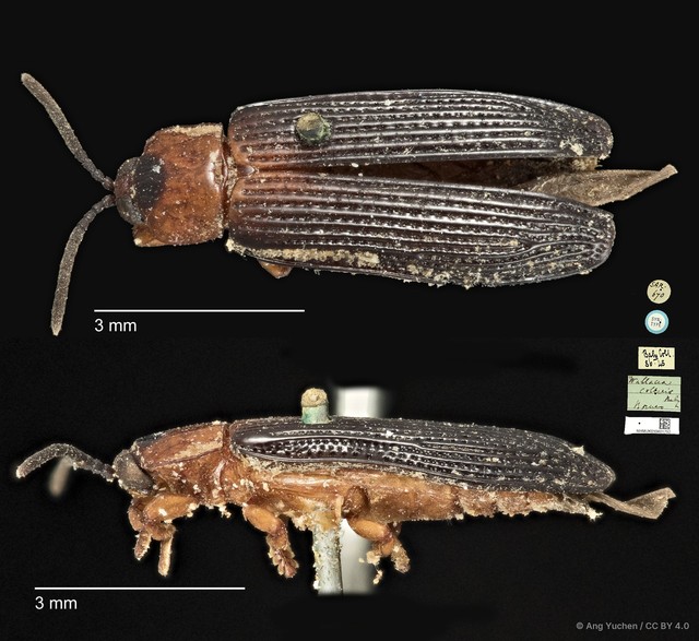 Wallacea collaris • © Ang Yuchen • CC BY 4.0
