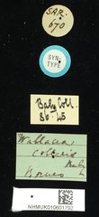 Wallacea collaris • All Rights Reserved Museum Label