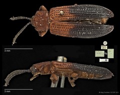 Wallacea distinguenda • © Ang Yuchen • CC BY 4.0