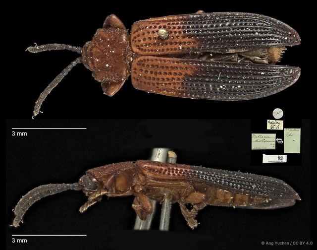 Wallacea distinguenda • © Ang Yuchen • CC BY 4.0