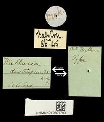 Wallacea distinguenda • All Rights Reserved Museum Label