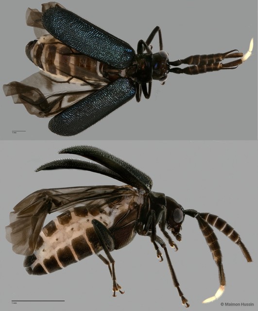 Xenoda nigricollis • © Maimon Hussin • All Rights Reserved