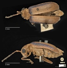 Yulenia discoidalis • © Ang Yuchen • CC BY 4.0