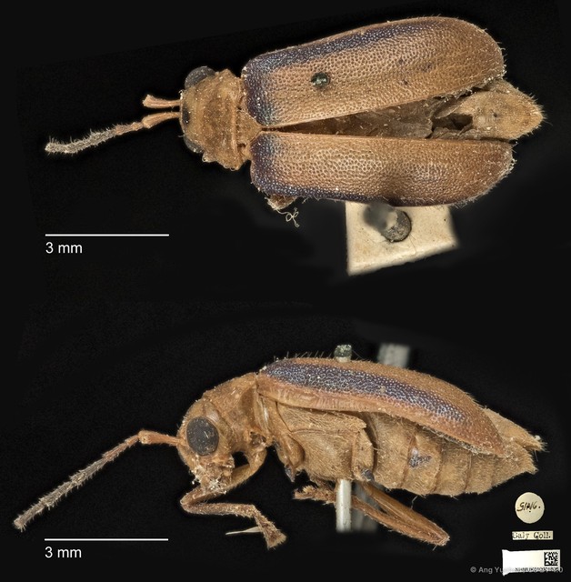 Yulenia discoidalis • © Ang Yuchen • CC BY 4.0