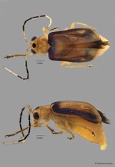 Yulenia discoidalis • © Maimon Hussin • All Rights Reserved