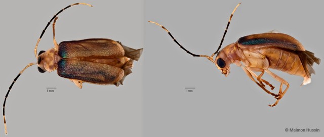 Yulenia discoidalis