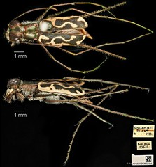 Abroscelis longipes • © Ang Yuchen • CC BY 4.0