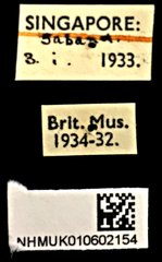 Abroscelis longipes • All Rights Reserved Museum Label