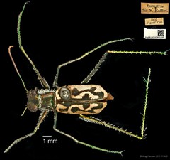 Abroscelis longipes • © Ang Yuchen • CC BY 4.0