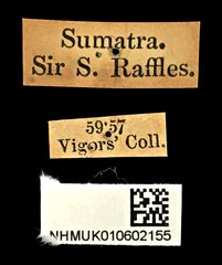 Abroscelis longipes • All Rights Reserved Museum Label