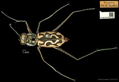 Abroscelis longipes • © Ang Yuchen • CC BY 4.0