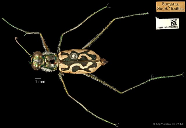 Abroscelis longipes
