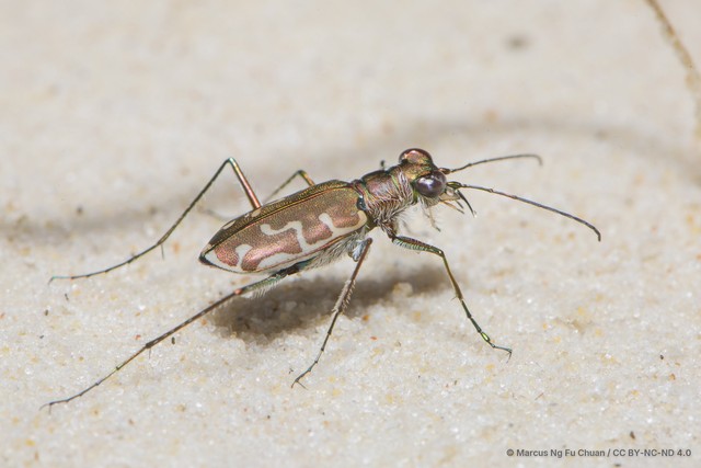 Calomera angulata • © Marcus Ng Fu Chuan • CC BY-NC-ND 4.0