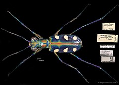 Cosmodela aurulenta • © Ang Yuchen • CC BY 4.0