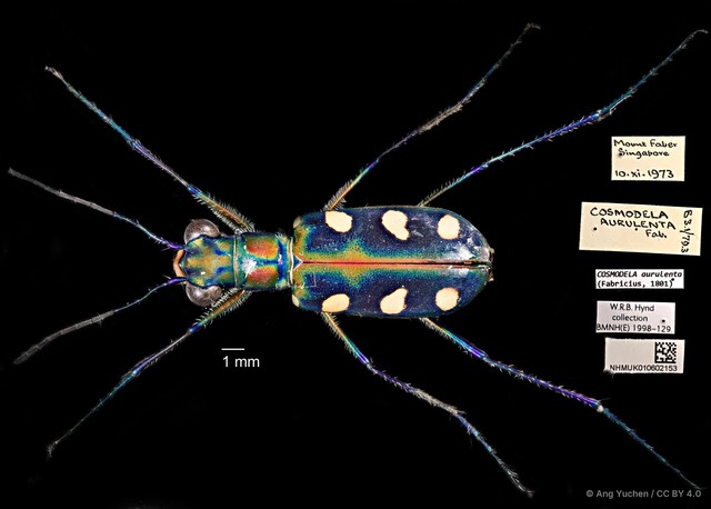 Cosmodela aurulenta