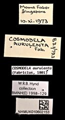 Cosmodela aurulenta • All Rights Reserved Museum Label