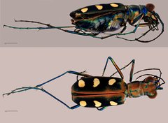 Cosmodela aurulenta