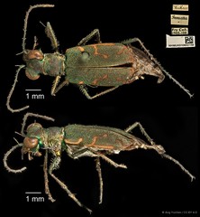 Cylindera (Eugrapha) minuta (Olivier, 1790)