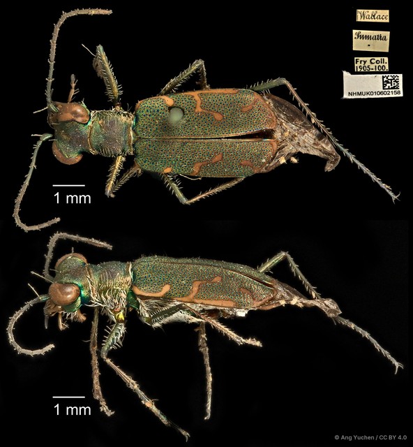 Cylindera (Eugrapha) minuta • © Ang Yuchen • CC BY 4.0