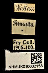 Cylindera (Eugrapha) minuta • All Rights Reserved Museum Label