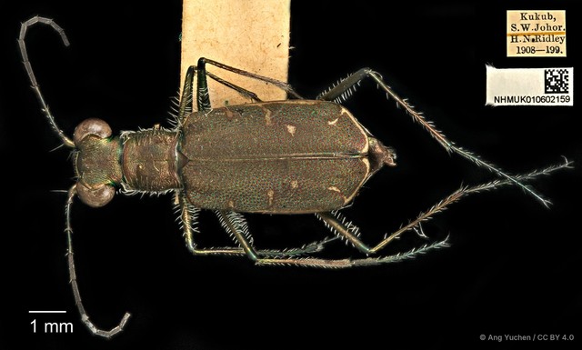 Cylindera (Eugrapha) minuta