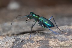 Cylindera (Verticina) versicolor • © Marcus Ng Fu Chuan • CC BY-NC-ND 4.0