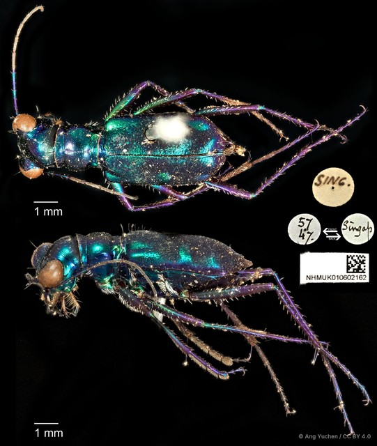Cylindera (Verticina) versicolor • © Ang Yuchen • CC BY 4.0