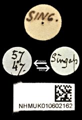 Cylindera (Verticina) versicolor • All Rights Reserved Museum Label