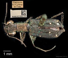 Cylindera (Ifasina) viduata • © Ang Yuchen • CC BY 4.0