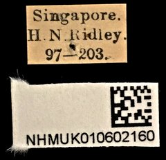 Cylindera (Ifasina) viduata • All Rights Reserved Museum Label
