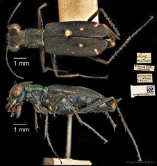 Cylindera (Ifasina) viduata • © Ang Yuchen • CC BY 4.0