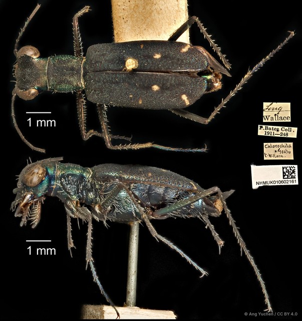 Cylindera (Ifasina) viduata