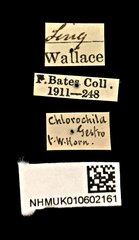 Cylindera (Ifasina) viduata • All Rights Reserved Museum Label