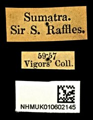 Heptodonta analis • All Rights Reserved Museum Label