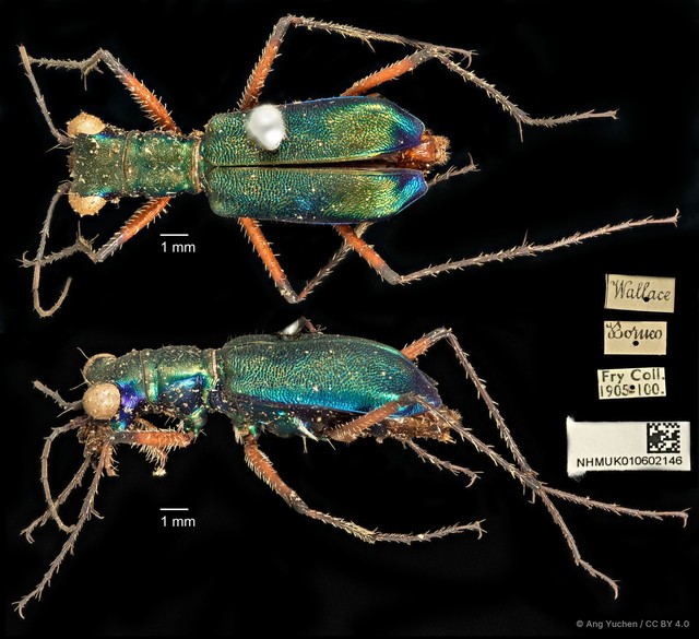 Heptodonta analis