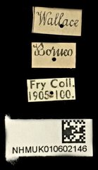 Heptodonta analis • All Rights Reserved Museum Label