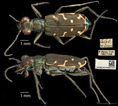 Myriochila specularis specularis • © Ang Yuchen • CC BY 4.0