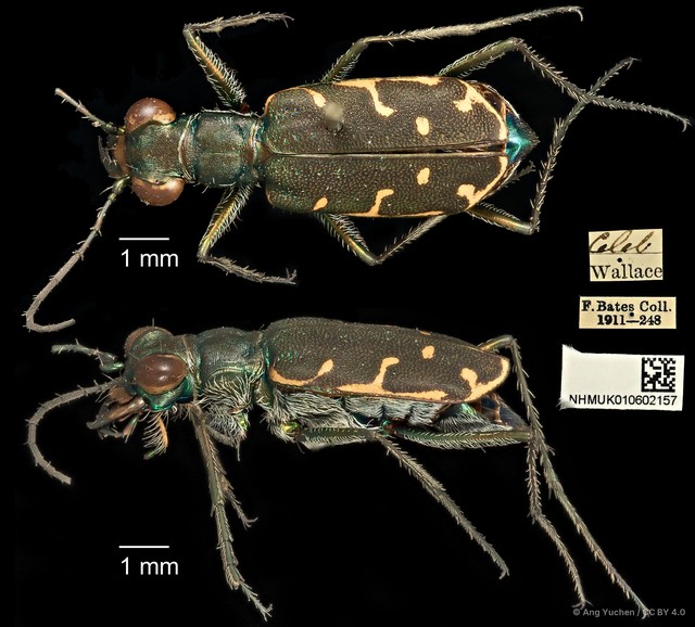 Myriochila specularis specularis • © Ang Yuchen • CC BY 4.0